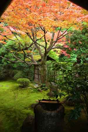 紅葉と手水鉢　桂春院