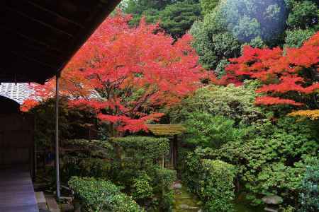 紅葉　思惟の庭　桂春院