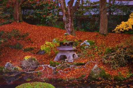 敷き紅葉　泉涌寺