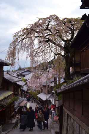 春の賑わいと枝垂桜　