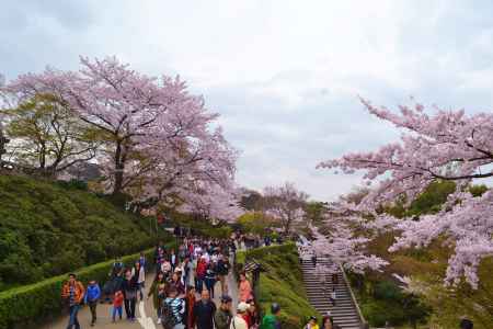 清水の桜