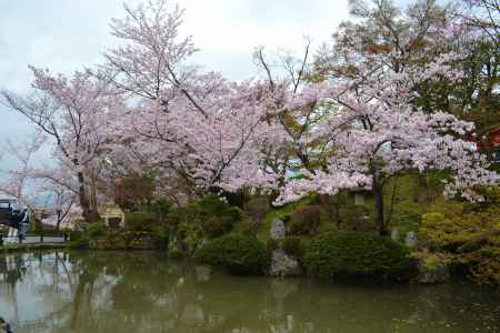 春爛漫　清水にて