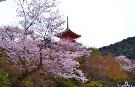 三重塔と桜