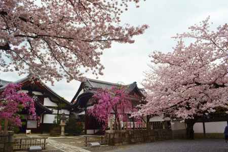 桜　妙顕寺