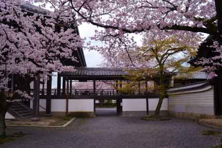 桜　妙顕寺その２