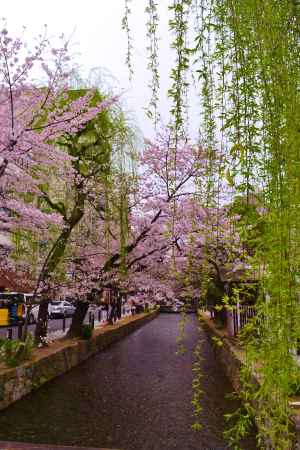 桜と柳