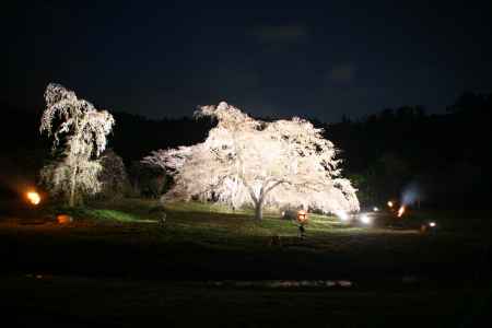 広沢の池・夜桜