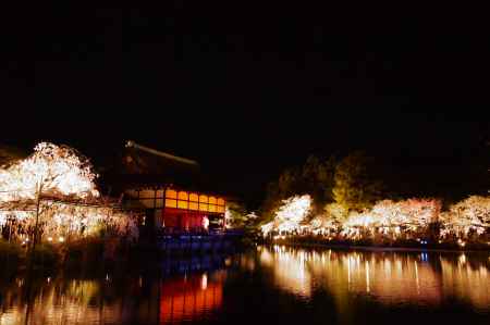 神苑・夜桜風景