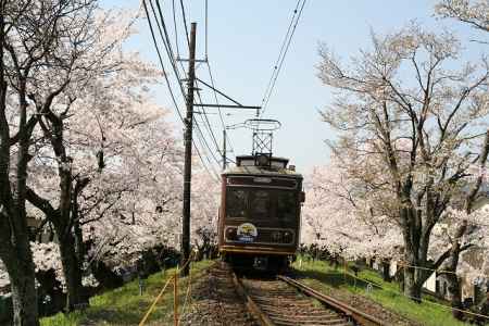 北野線の桜