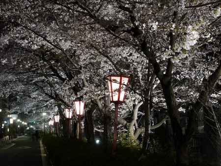 木屋町の桜