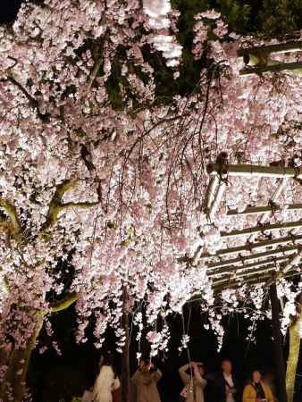 平安神宮　紅枝垂れ桜