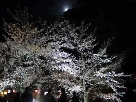 祇園白川の桜