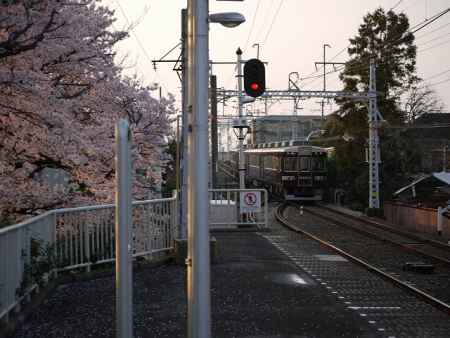 阪急上桂駅の桜