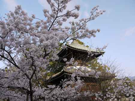 清凉寺の桜