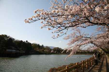 長岡天満宮の桜