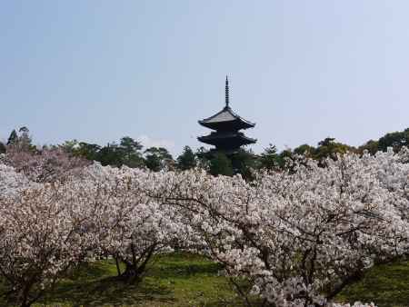 御室桜　仁和寺