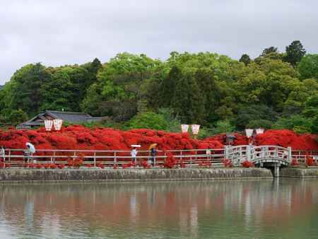 霧島ツツジ