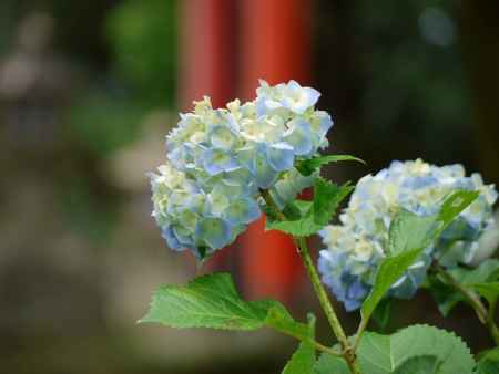 洛西の月読神社です