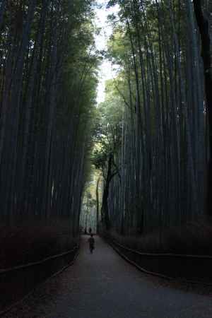 嵐山　竹林