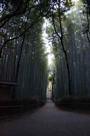 嵐山　竹林2