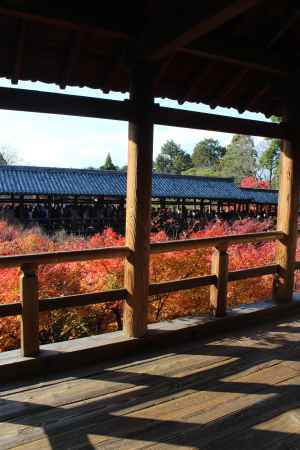 東福寺の紅葉と通天橋