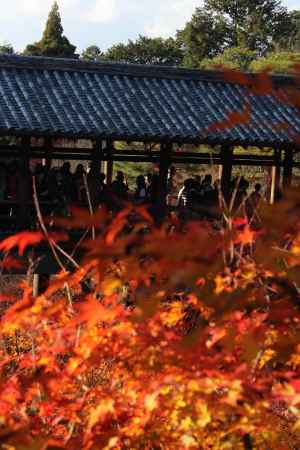 東福寺の紅葉と通天橋