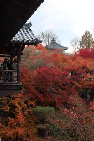 東福寺の紅葉と通天橋3