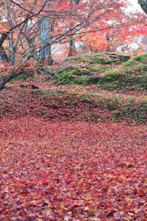 東福寺の紅葉