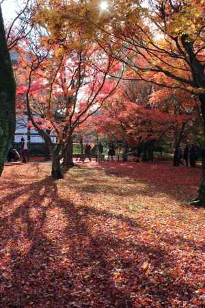 東福寺の紅葉7