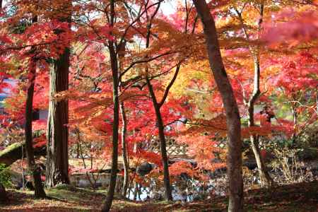 永観堂の紅葉6