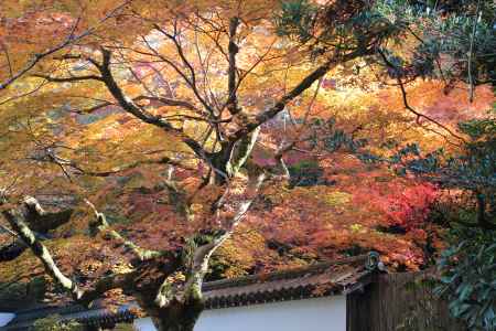 南禅寺の紅葉