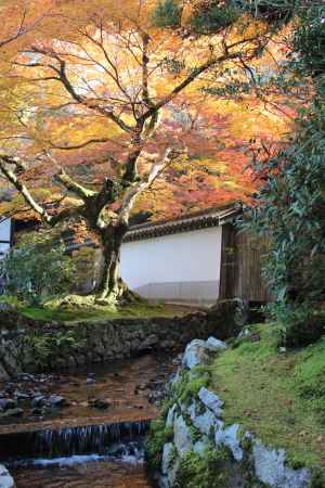 南禅寺の紅葉2