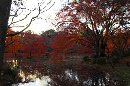 京都府立植物園-3