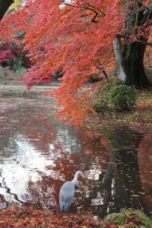 京都府立植物園-4