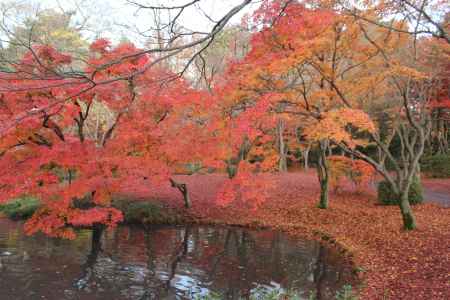 京都府立植物園-9