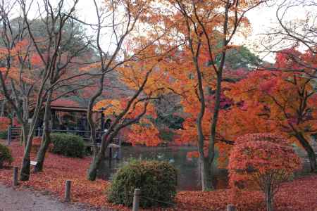 京都府立植物園-10