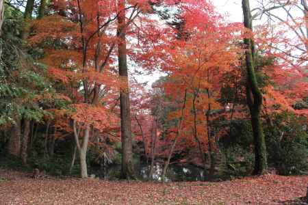 京都府立植物園-13