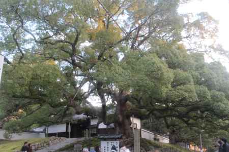 青蓮院の楠