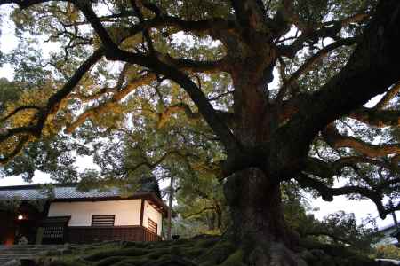 青蓮院の大楠