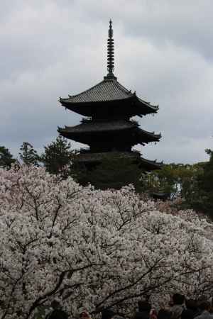 仁和寺御室桜と五重塔