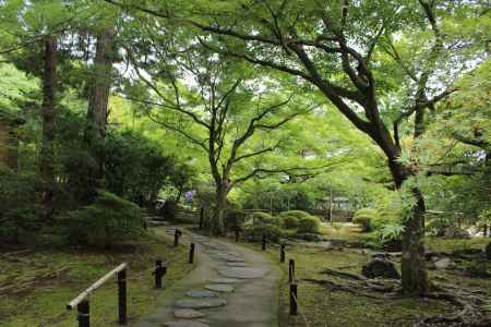 青蓮院　庭園１