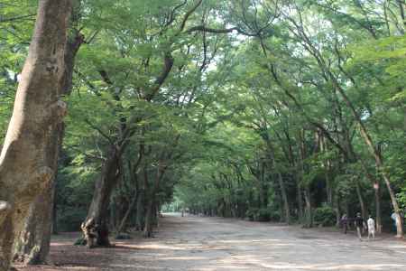 下鴨神社　糺の森