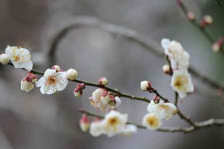 三千院　梅花