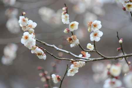 三千院　梅花3