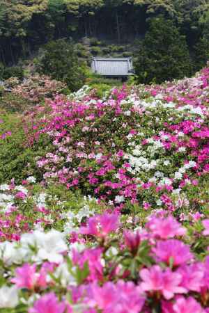 三室戸寺　つつじ3