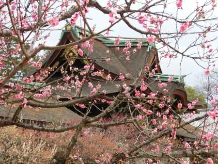 北野天満宮　梅