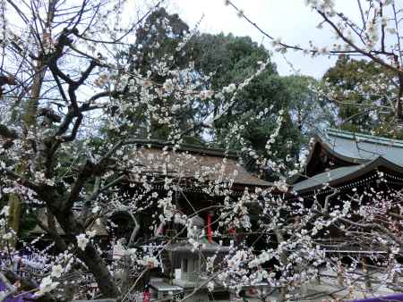 北野天満宮　梅