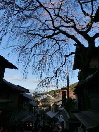 産寧坂の桜