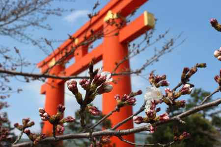平安神宮大鳥居と桜