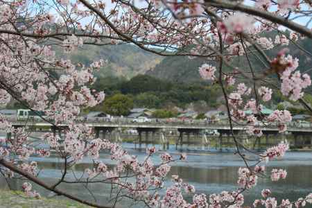 嵐山の桜③